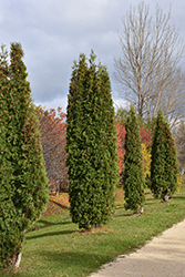 Skybound Arborvitae (Thuja occidentalis 'Skybound') at Lakeshore Garden Centres