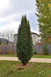 Skybound Arborvitae (Thuja occidentalis 'Skybound') at Lakeshore Garden Centres