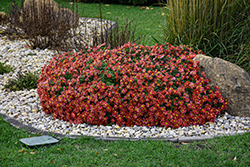 Firestorm Chrysanthemum (Chrysanthemum 'Firestorm') at Lakeshore Garden Centres