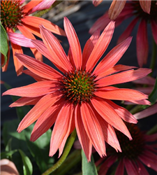 Hot Summer Coneflower (Echinacea 'Hot Summer') at Golden Acre Home & Garden