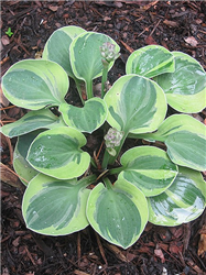 Frosted Mouse Ears Hosta (Hosta 'Frosted Mouse Ears') at Golden Acre Home & Garden
