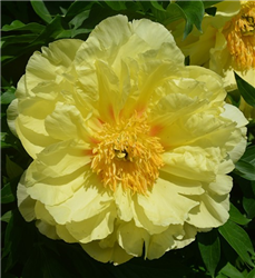 Sequestered Sunshine Peony (Paeonia 'Sequestered Sunshine') at Golden Acre Home & Garden