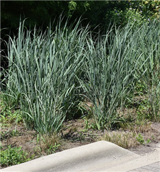 Dallas Blues Switch Grass (Panicum virgatum 'Dallas Blues') at Golden Acre Home & Garden