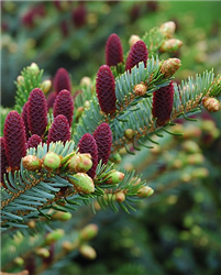 Red Cone Spruce (Picea abies 'Acrocona') at Golden Acre Home & Garden