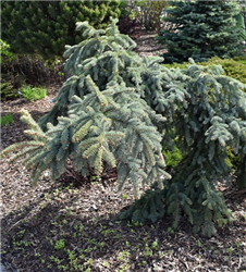 Weeping Blue Spruce (Picea pungens 'Pendula') at Golden Acre Home & Garden