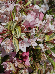 Rainbow Sensation Weigela (Weigela florida 'Kolmagira') at Golden Acre Home & Garden