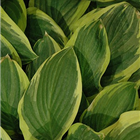 Plant Photo 6