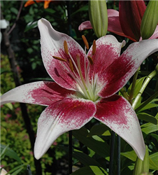 Strawberries And Cream Lily (Lilium 'Strawberries And Cream') at Golden Acre Home & Garden