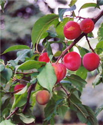 Tecumseh Plum (Prunus 'Tecumseh') at Golden Acre Home & Garden