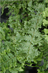 The King Male Fern (Dryopteris affinis 'The King') at Golden Acre Home & Garden