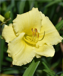 Fragrant Returns Daylily (Hemerocallis 'Fragrant Returns') at Golden Acre Home & Garden
