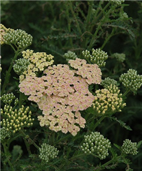 Summer Pastels Yarrow (Achillea millefolium 'Summer Pastels') at Golden Acre Home & Garden