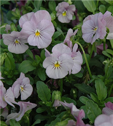 Sorbet Lilac Ice Pansy (Viola 'Sorbet Lilac Ice') at Golden Acre Home & Garden