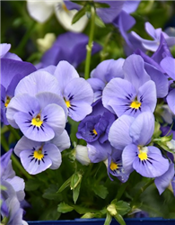 Blue Selection Pansy (Viola cornuta 'Blue Selection') at Golden Acre Home & Garden