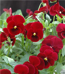 Red Selection Pansy (Viola cornuta 'Red Selection') at Golden Acre Home & Garden