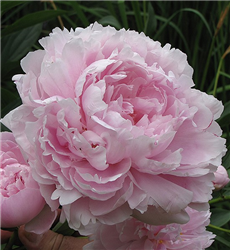 Double Pink Peony (Paeonia 'Double Pink') at Golden Acre Home & Garden