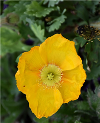 Spring Fever Yellow Poppy (Papaver nudicaule 'Spring Fever Yellow') at Golden Acre Home & Garden