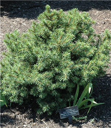 Gregoryana Parsonii Norway Spruce (Picea abies 'Gregoryana Parsonii') at Golden Acre Home & Garden