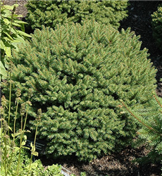 Hildburghausen Norway Spruce (Picea abies 'Hildburghausen') at Golden Acre Home & Garden