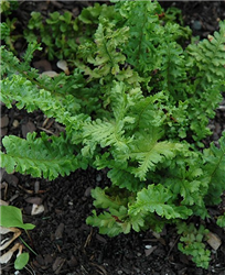 Parsley Male Fern (Dryopteris filix-mas 'Parsley') at Golden Acre Home & Garden