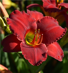 Red Razzmatazz Daylily (Hemerocallis 'Red Razzmatazz') at Golden Acre Home & Garden