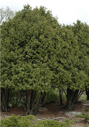 Wareana Arborvitae (Thuja occidentalis 'Wareana') at Golden Acre Home & Garden