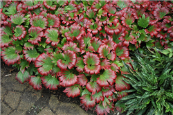 Karasuba Mukdenia (Mukdenia rossii 'Karasuba') at Golden Acre Home & Garden