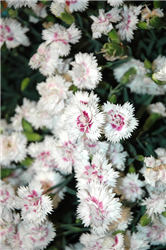 EverLast White plus Eye Pinks (Dianthus 'EverLast White plus Eye') at Golden Acre Home & Garden