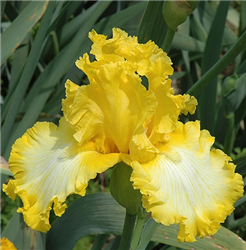 That's All Folks Iris (Iris 'That's All Folks') at Golden Acre Home & Garden