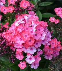 Garden Girls Glamour Girl Garden Phlox (Phlox paniculata 'Glamour Girl') at Golden Acre Home & Garden