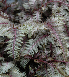 Regal Red Painted Fern (Athyrium nipponicum 'Regal Red') at Golden Acre Home & Garden