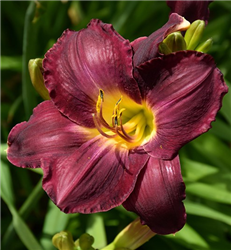 Rainbow Rhythm Nosferatu Daylily (Hemerocallis 'Nosferatu') at Golden Acre Home & Garden
