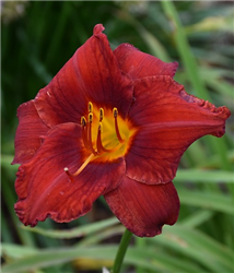 Sun Dried Tomatoes Daylily (Hemerocallis 'Sun Dried Tomatoes') at Golden Acre Home & Garden