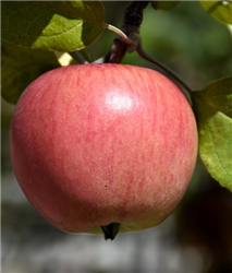 Prairie Magic Apple (Malus 'Prairie Magic') at Golden Acre Home & Garden