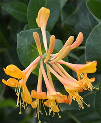 Mandarin Trumpet Honeysuckle (Lonicera 'Mandarin') at Golden Acre Home & Garden