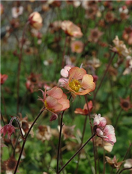 Mai Tai Avens (Geum 'Mai Tai') at Golden Acre Home & Garden