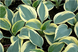 Ben Vernooji Hosta (Hosta 'Ben Vernooji') at Golden Acre Home & Garden