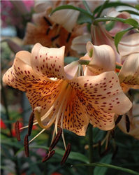 Splendens Tiger Lily (Lilium lancifolium 'Splendens') at Golden Acre Home & Garden