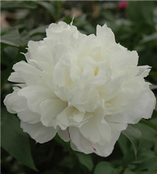 Double White Peony (Paeonia 'Double White') at Golden Acre Home & Garden