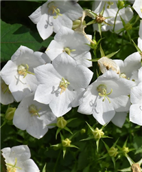White Clips Bellflower (Campanula carpatica 'White Clips') at Golden Acre Home & Garden