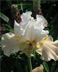 Champagne Elegance Iris (Iris 'Champagne Elegance') at Golden Acre Home & Garden