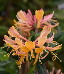 Goldflame Honeysuckle (Lonicera x heckrottii) at Golden Acre Home & Garden