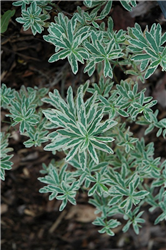 First Blush Spurge (Euphorbia polychroma 'First Blush') at Golden Acre Home & Garden