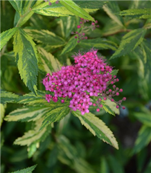 Double Play Painted Lady Spirea (Spiraea japonica 'Minspi') at Golden Acre Home & Garden