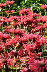 Gardenview Scarlet Beebalm (Monarda 'Gardenview Scarlet') at Golden Acre Home & Garden