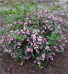 Proud Berry Coralberry (Symphoricarpos 'Sofie') at Golden Acre Home & Garden