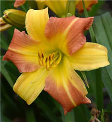 EveryDaylily Yellow Punch Daylily (Hemerocallis 'VER00204') at Golden Acre Home & Garden