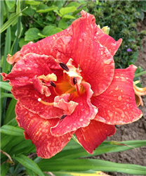 Moses Fire Daylily (Hemerocallis 'Moses Fire') at Golden Acre Home & Garden