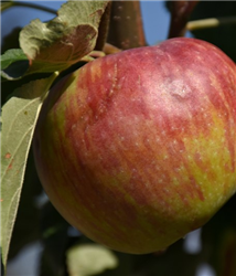 Hardi-Mac Apple (Malus 'Hardi-Mac') at Golden Acre Home & Garden