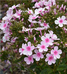 Early Start Light Pink Garden Phlox (Phlox paniculata 'Early Start Light Pink') at Golden Acre Home & Garden